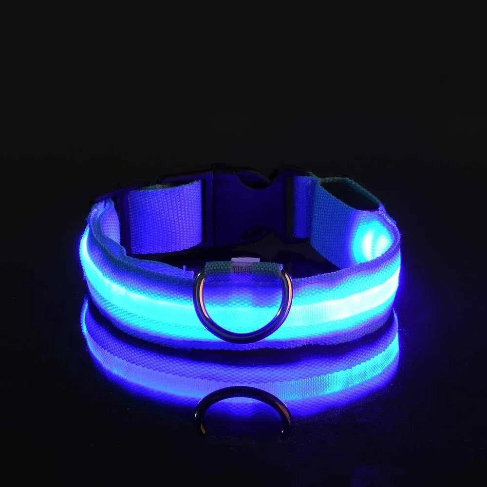 Laisse et collier lumineux rechargeable pour chien