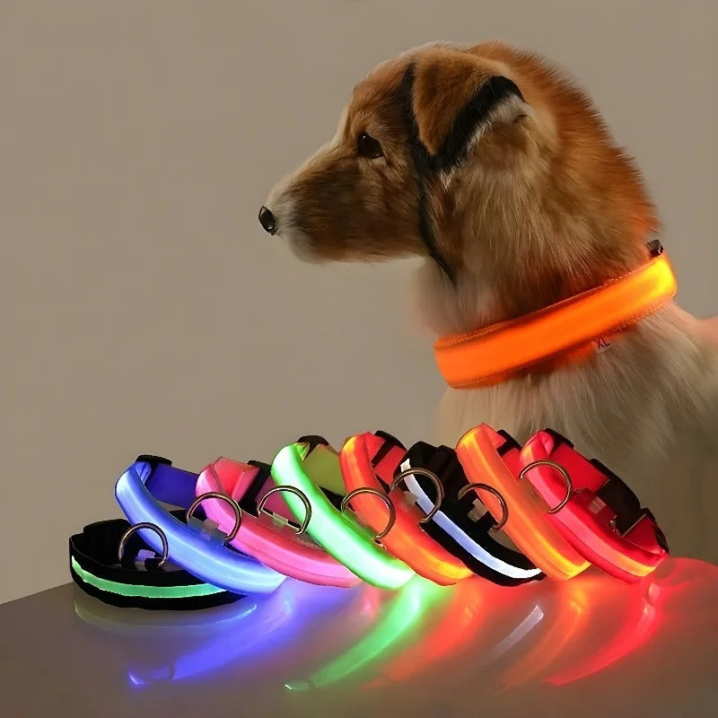 Laisse et collier lumineux rechargeable pour chien