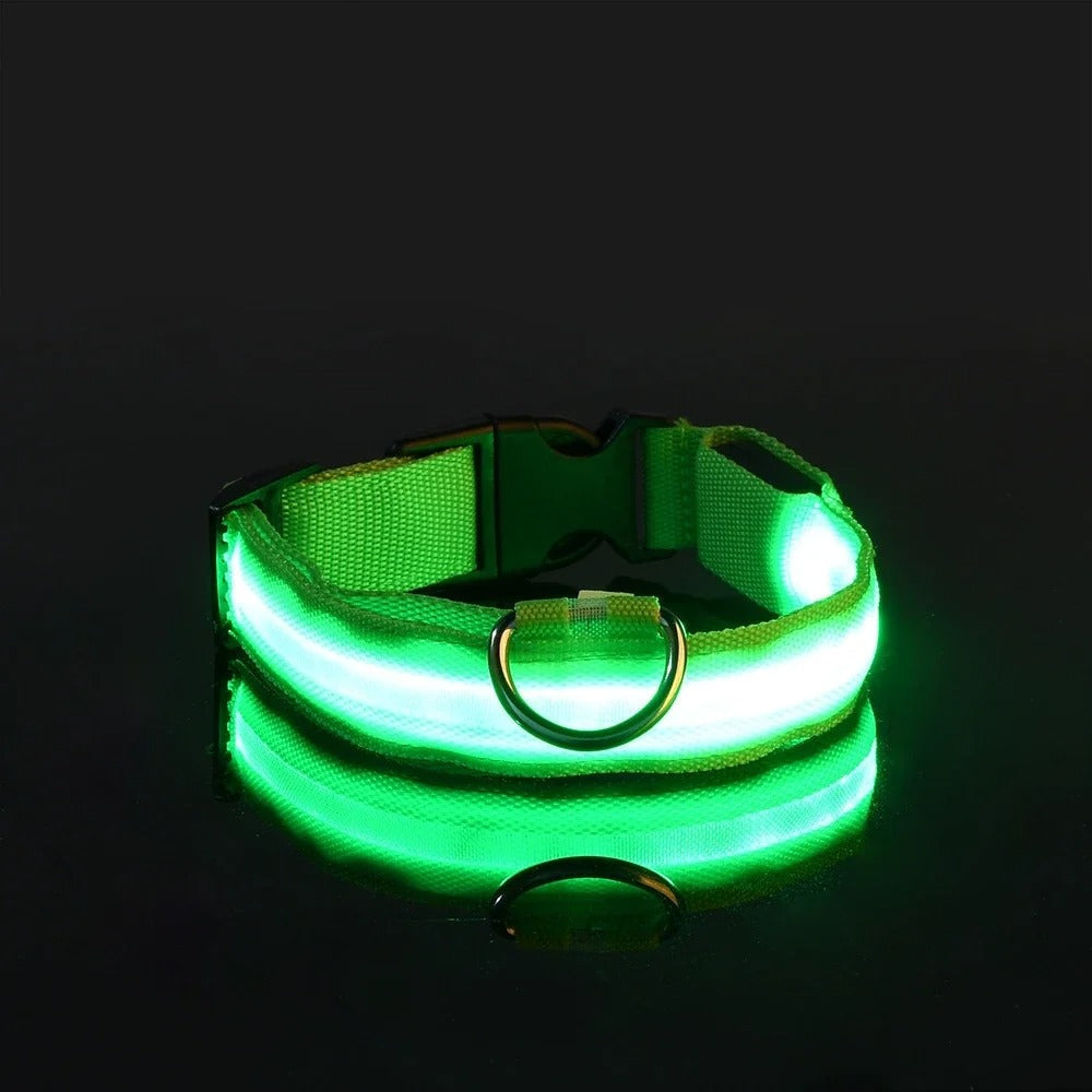 Laisse et collier lumineux rechargeable pour chien